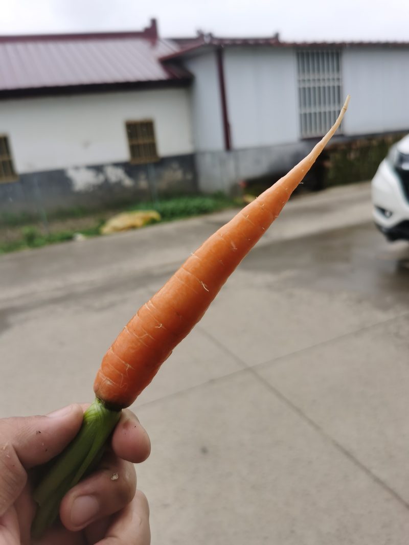 新鲜胡萝卜