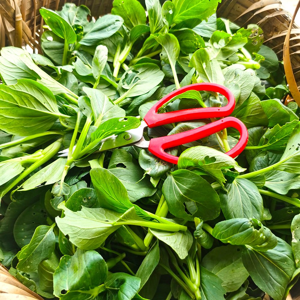 时令蔬菜组合