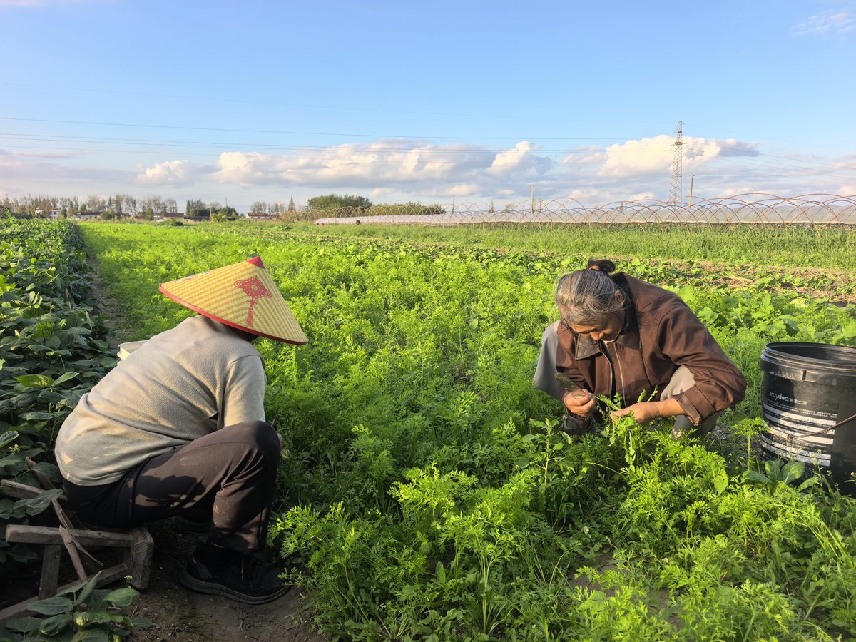 胡萝卜二次除草间苗 - 胡萝卜地