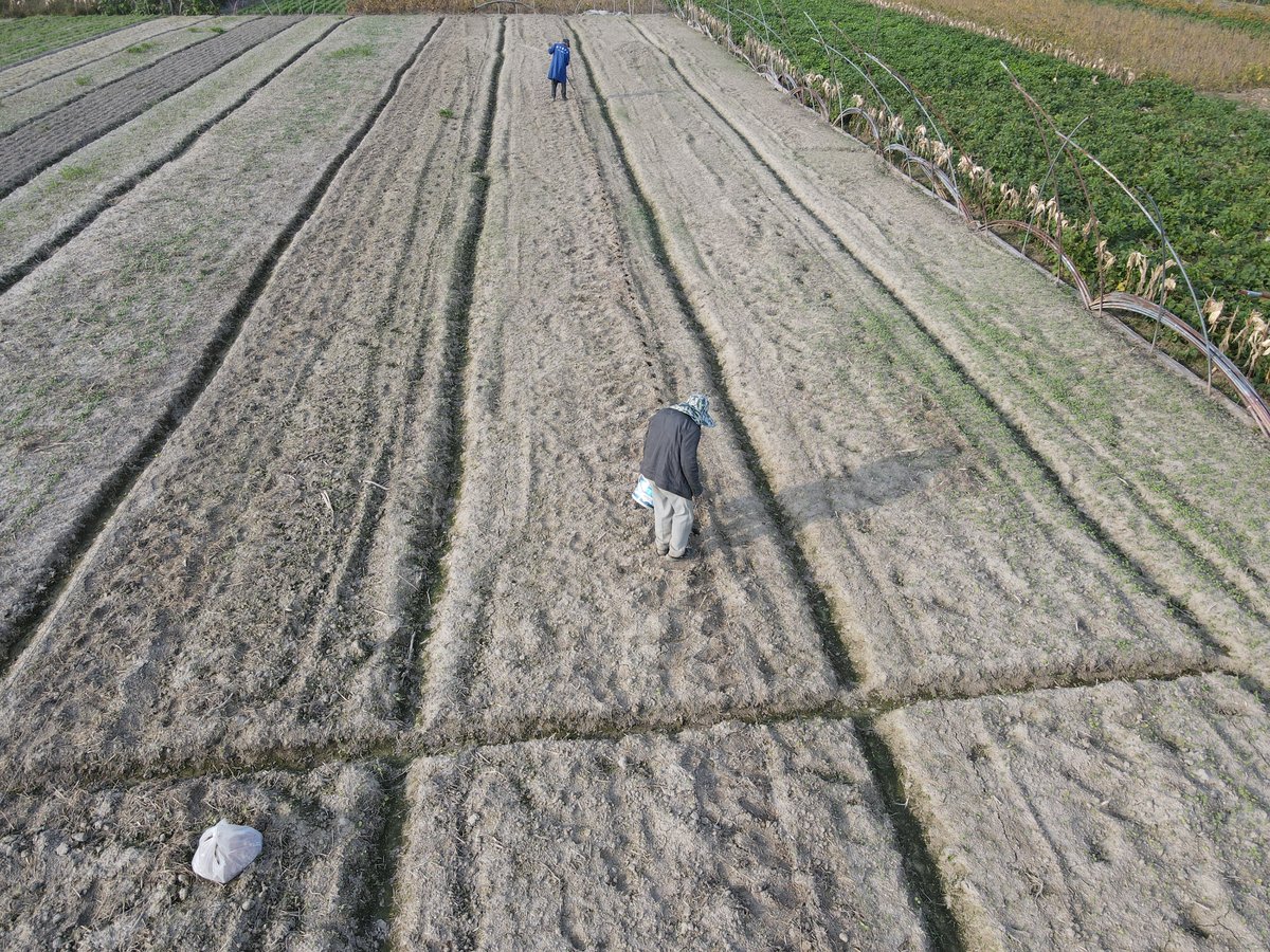 种植露天蚕豆